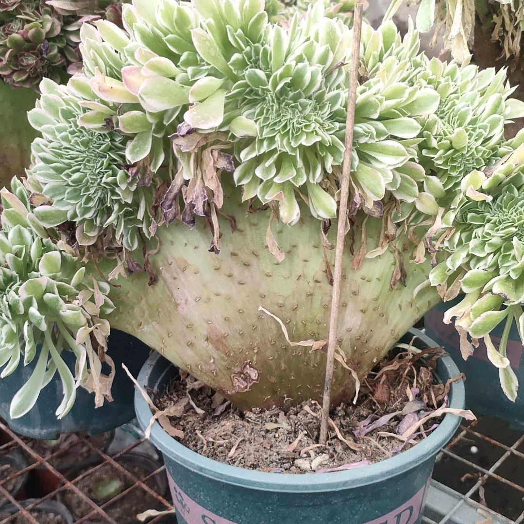 多肉法师锦白凤法师