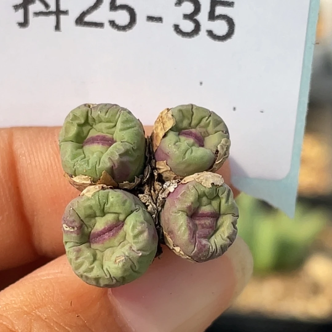 25-35肉锥多肉植物嘴
