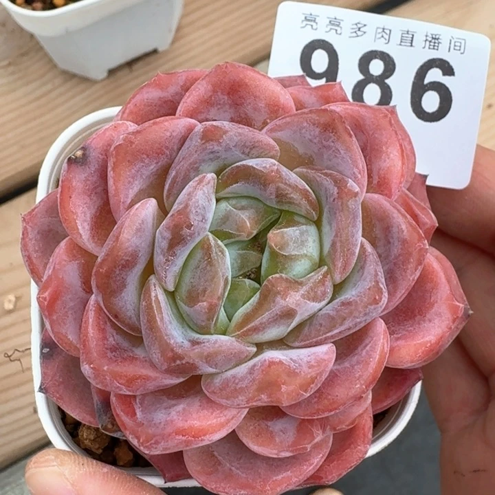 -***y粉魄            多肉植物