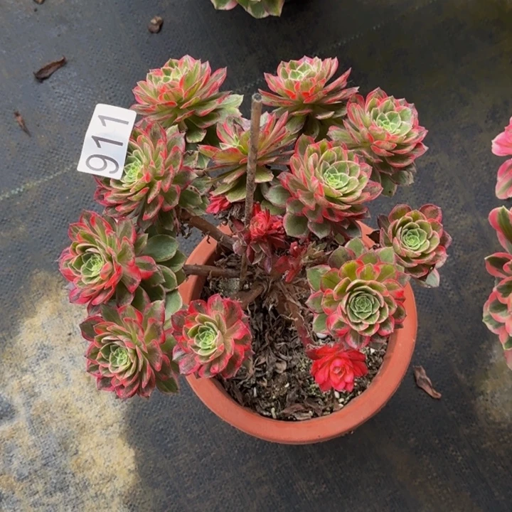 000 000000911万花筒