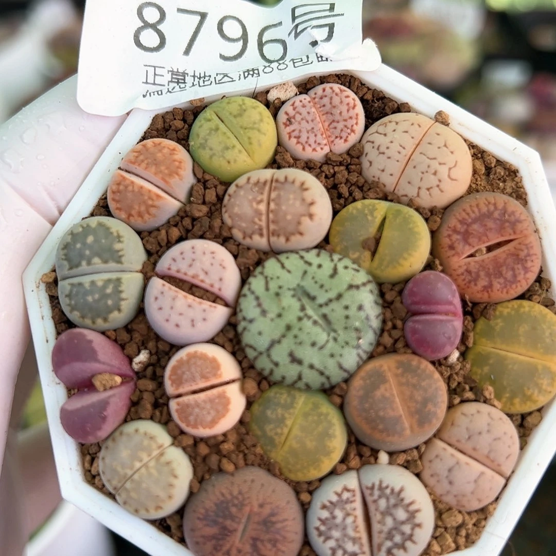 好养易活生石花大母本8796