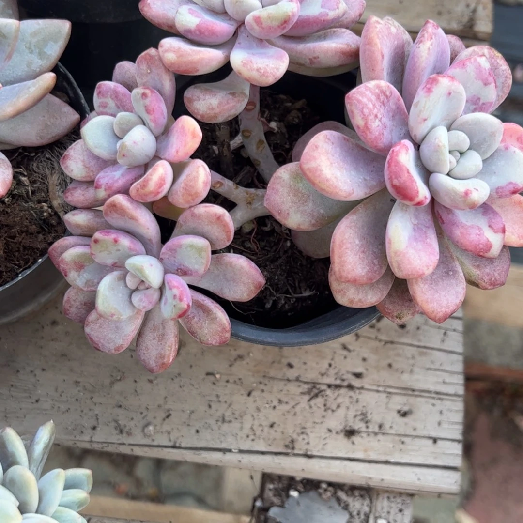 老桩花斑路多肉植物精品