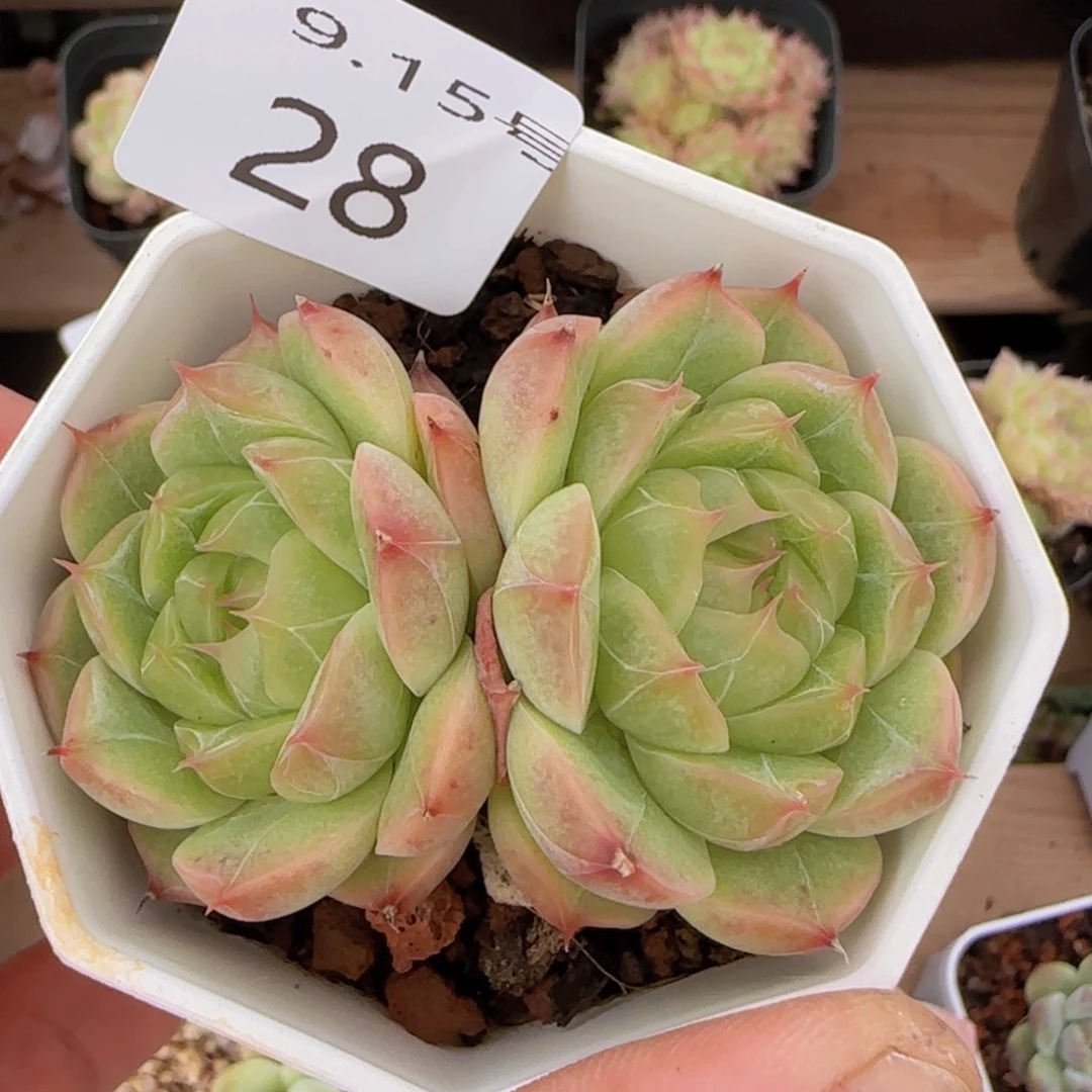 珍妮双头一颗脱土发货