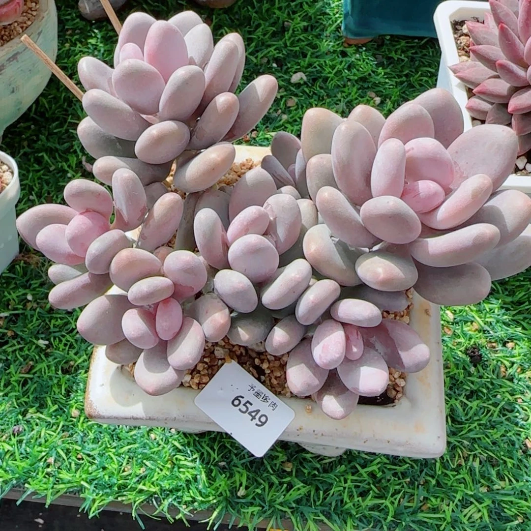 蛋黄奶，6549多肉植物