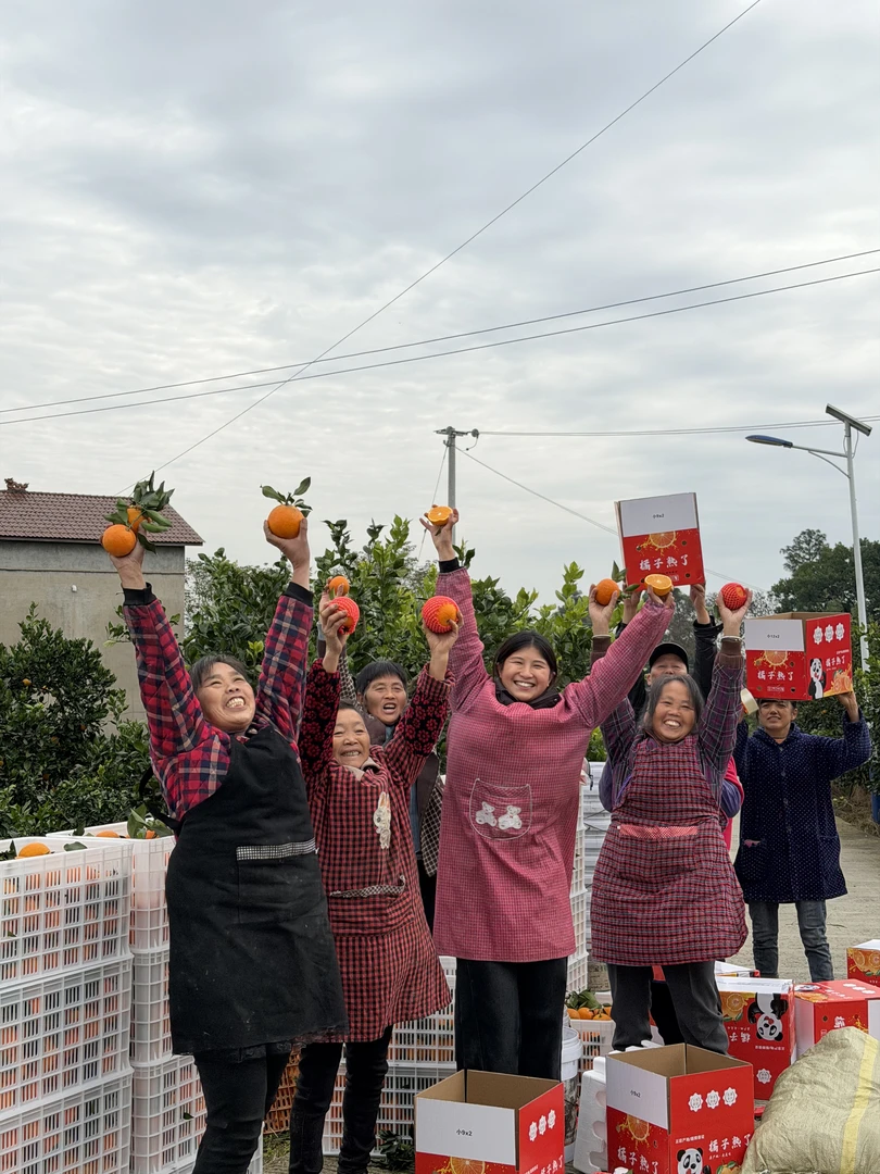 四川 资中鲶鱼村 爱媛果冻橙 橙子