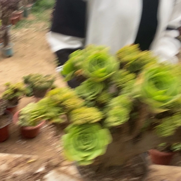 用***4256绿羊缀化缀化老桩