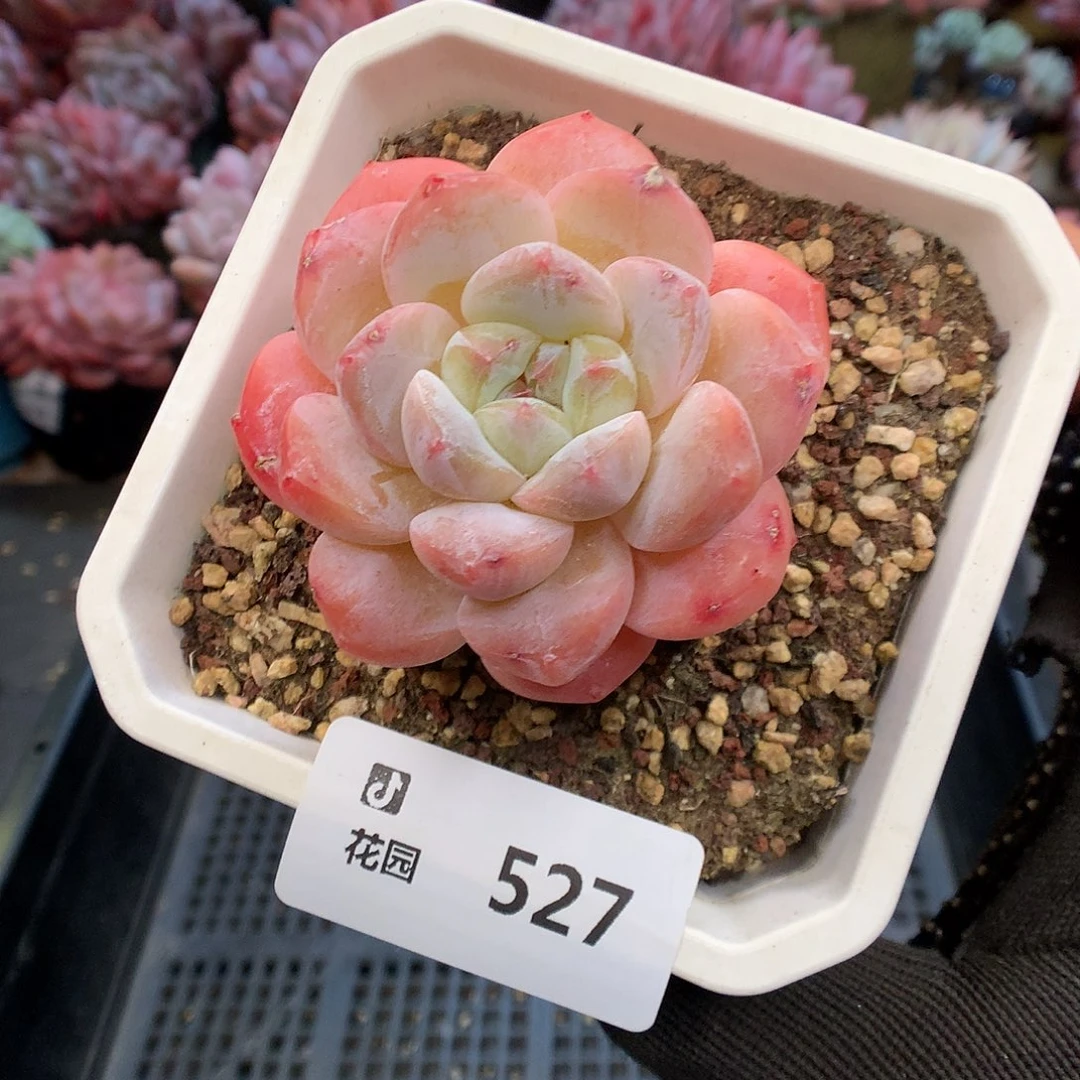 527糖心多肉植物6666
