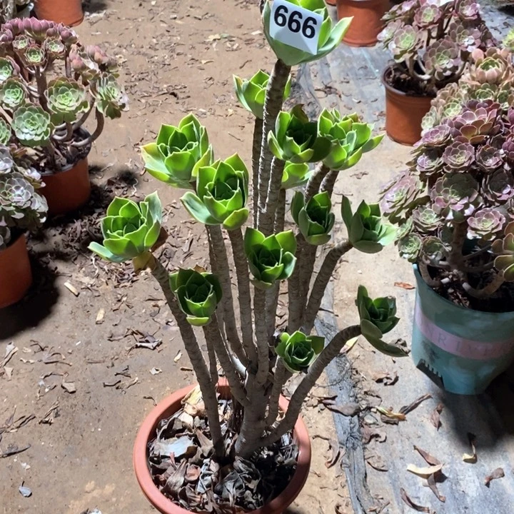 蒙****行法师植物一物一拍666