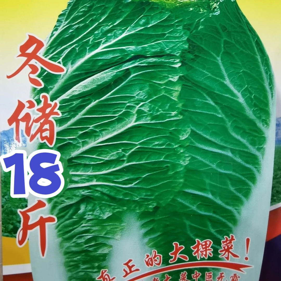 冬储18斤大白菜种子 东北冬储大白菜 腌储两用白菜种子