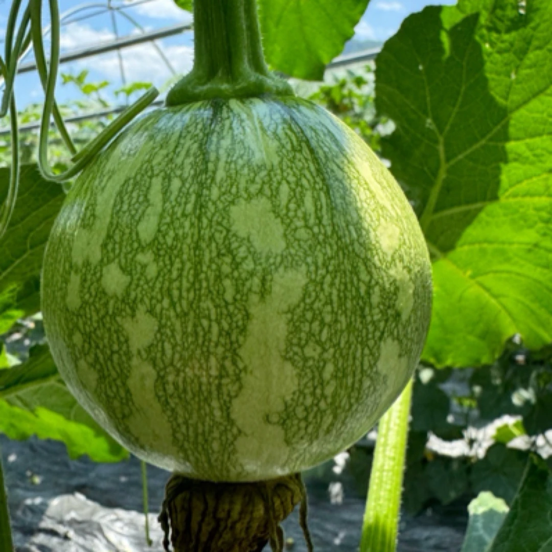 贵州露天种植自然成熟新鲜小花瓜【小南瓜】现摘现发