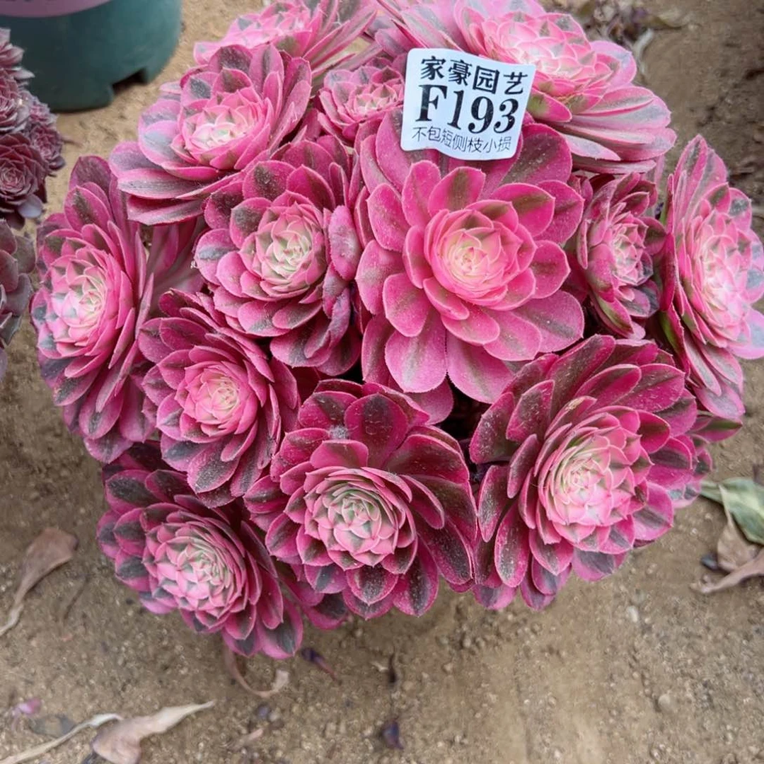 193荔枝尺寸28左右