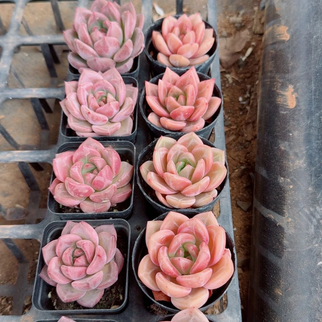 q橙子香槟各五颗量拍5-44