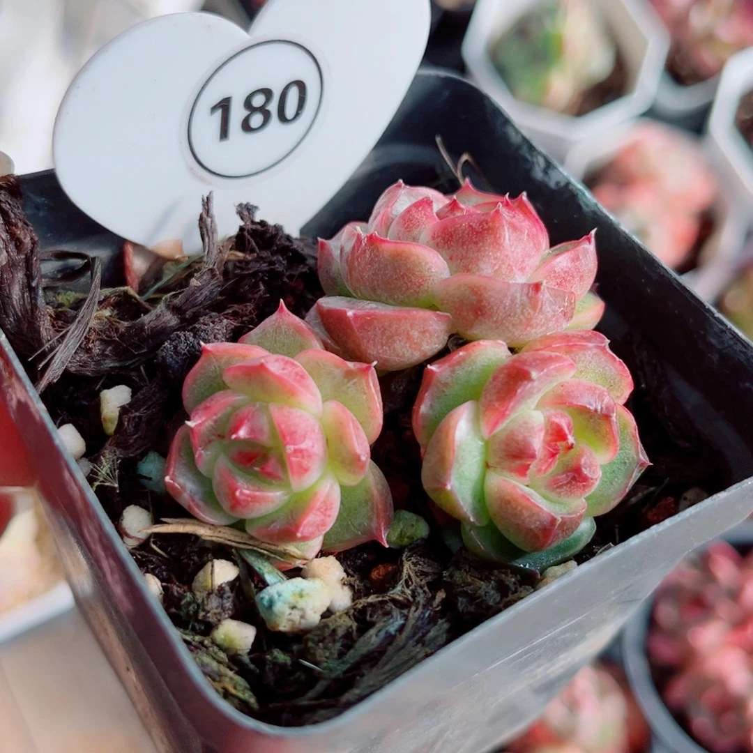 180号小老桩珍妮群