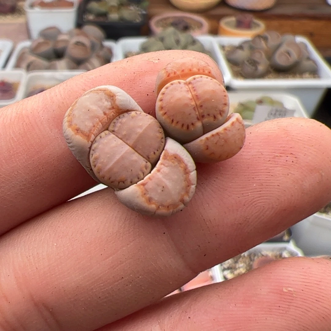 ~*~0486号饼干 2颗 多肉植物 下播福利