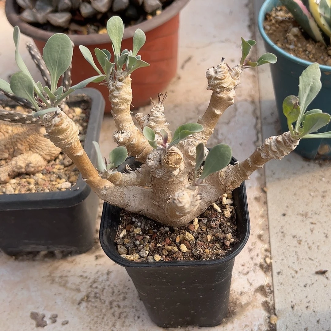 实生装甲厚敦菊一物一拍