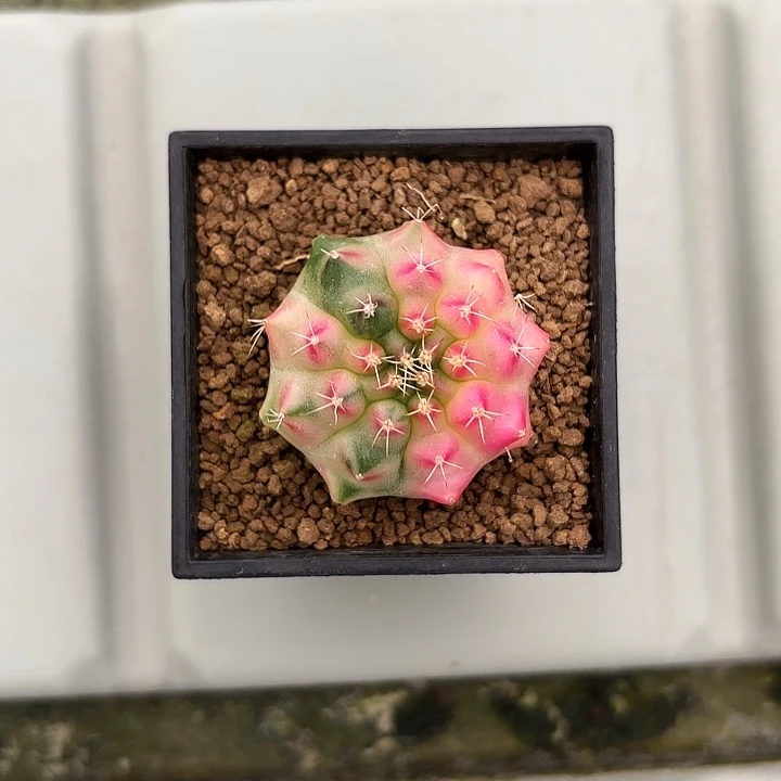 燚***爱500-0711粉红豹米哈多肉