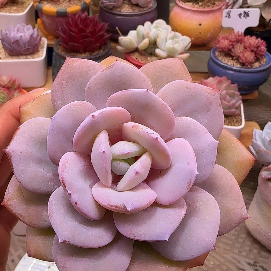 奶茶不带盆土发货