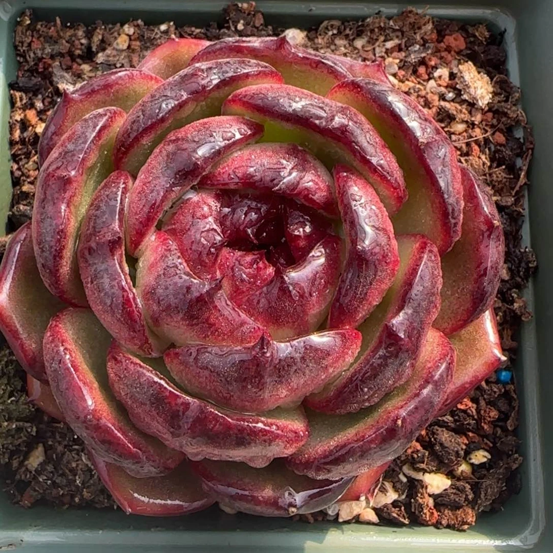 从前慢花园精选多肉宝石