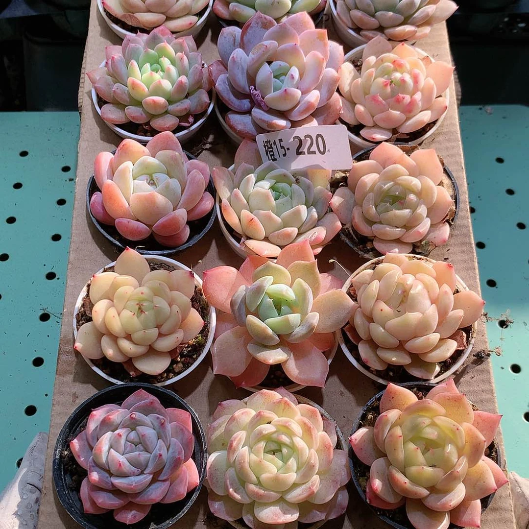 15-220一物一拍带盆18颗。