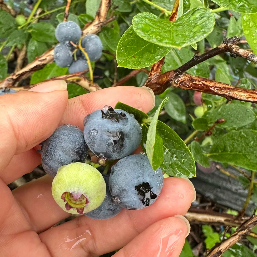 长白山特产大颗粒蓝莓顺丰空运