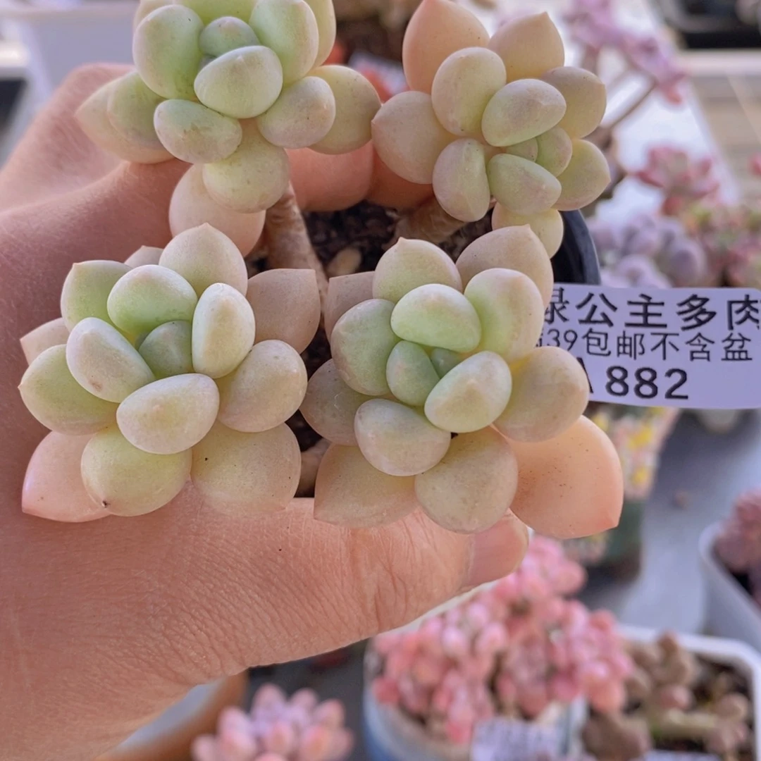 泡泡糖6cm882多肉植物