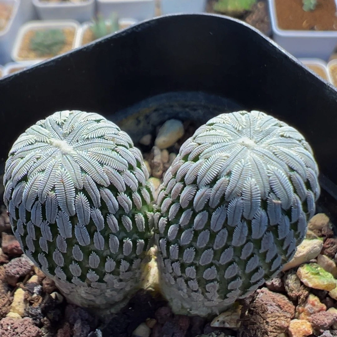 120多肉植物百科精巧丸