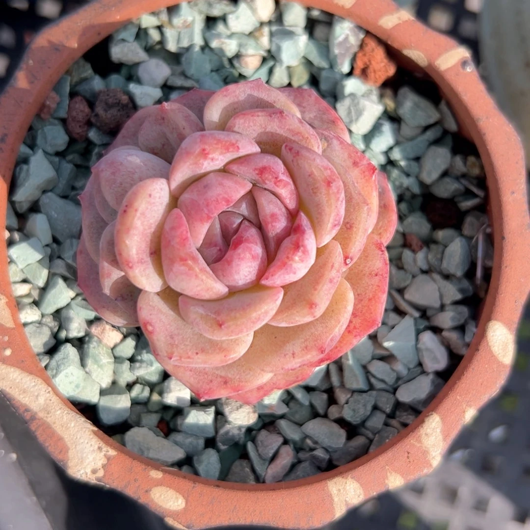 冰魄（满38包邮）多肉