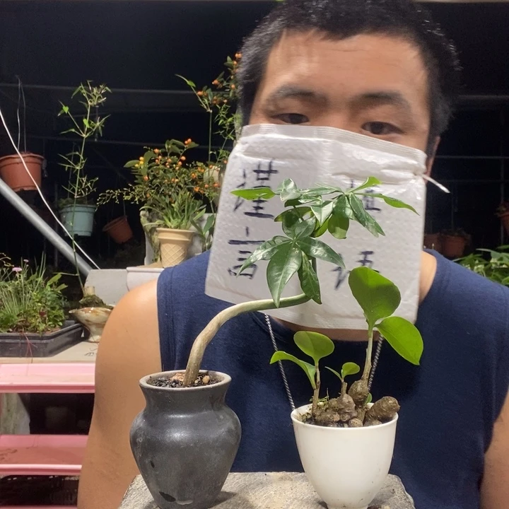 以实际为准盆景绿植盆栽7