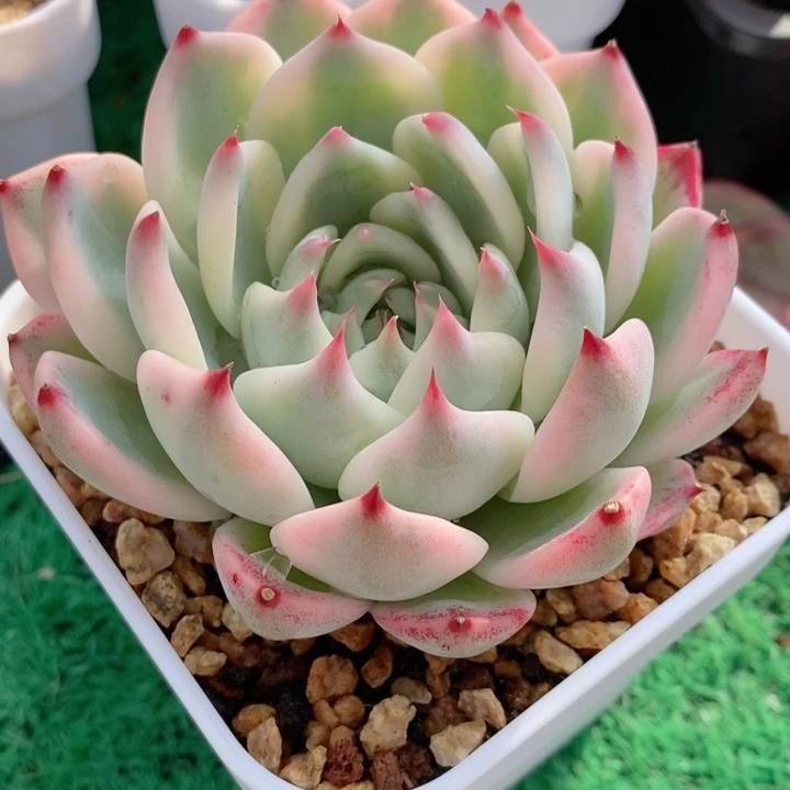 吉娃娃锦多肉锦景天