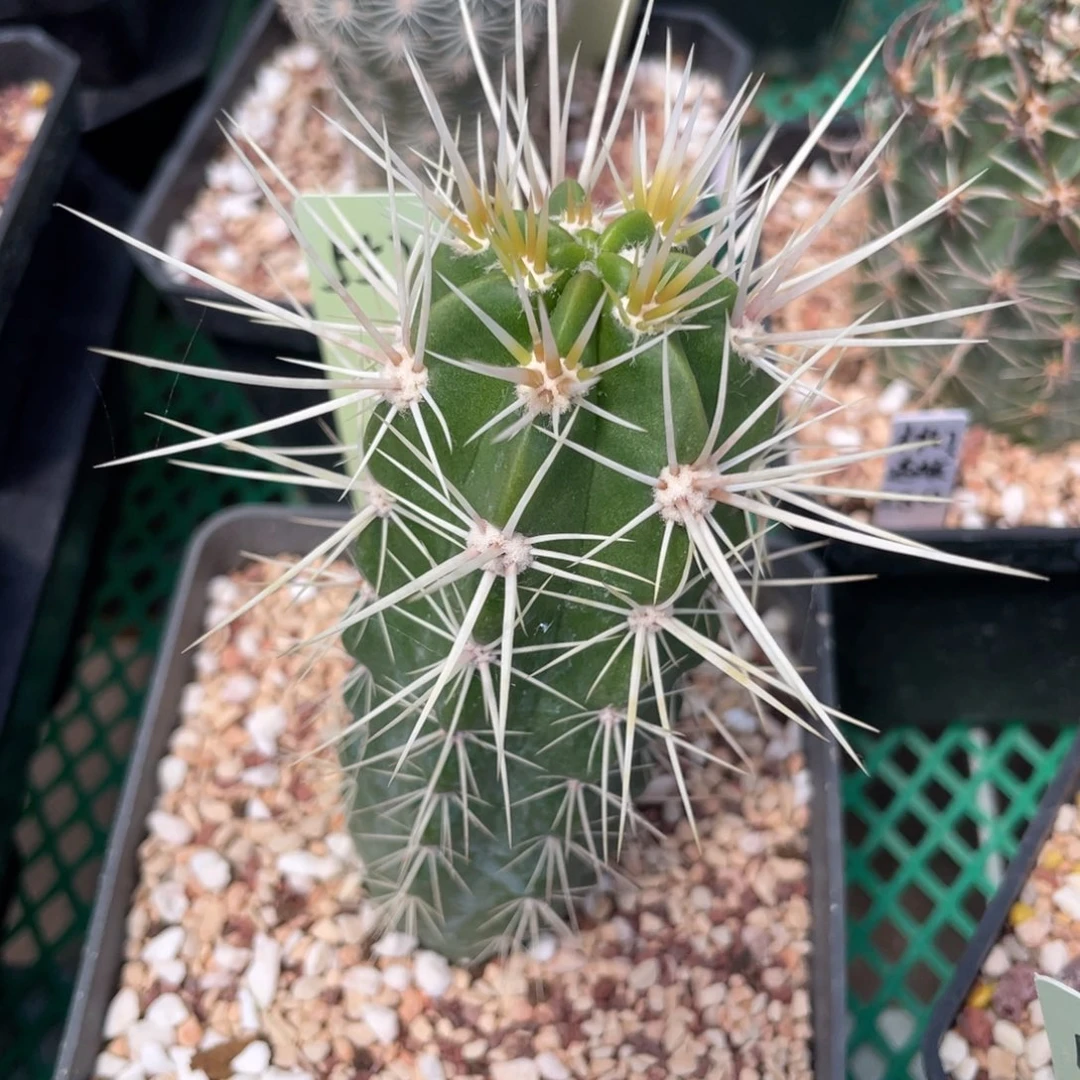 鹿角柱实生仙人球海虾