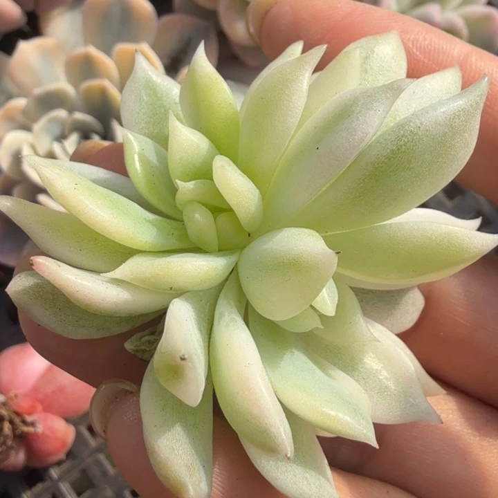 白腹轮锦双锦霜花锦