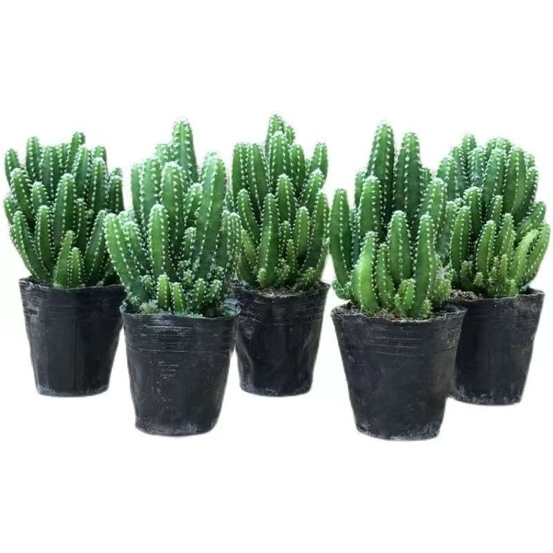 万重山仙人掌多肉植物盆栽四季好养易活适合新房阳台桌面