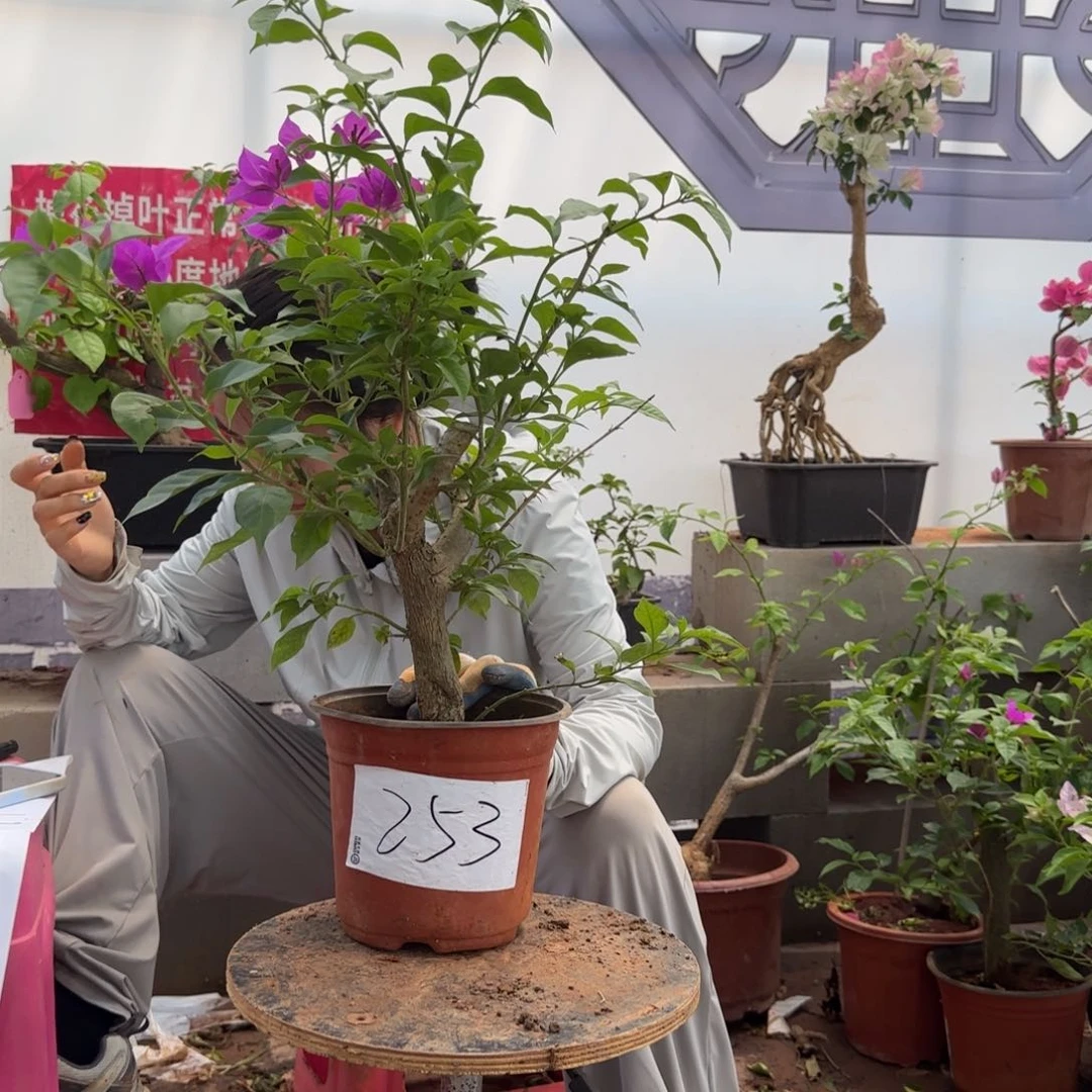 大部分花苞少量开放