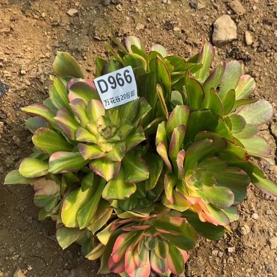 966绍修七彩多肉植物