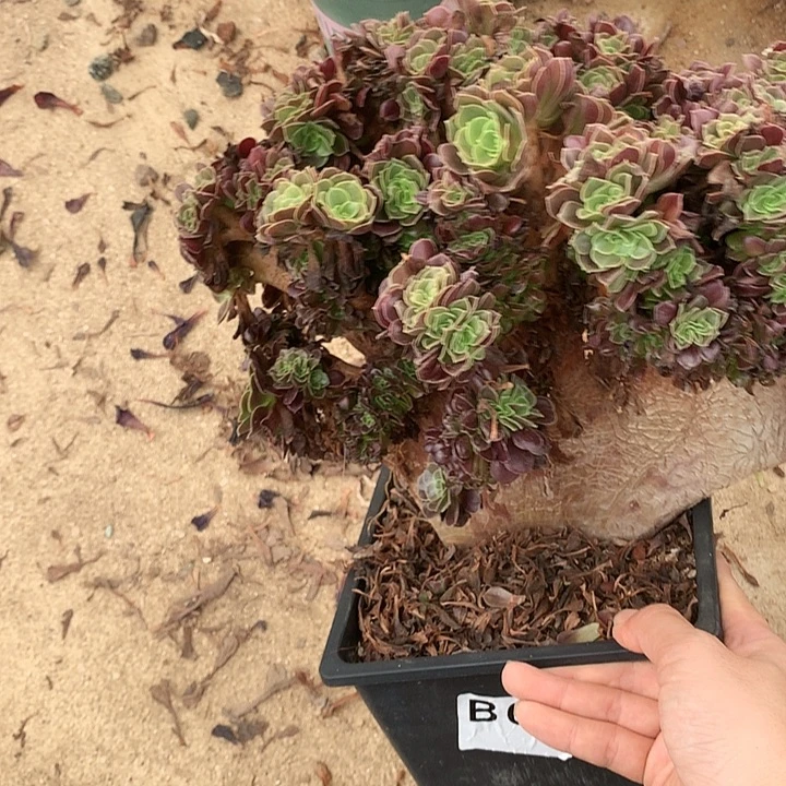 有侧修欧朵朵脱土发货啊