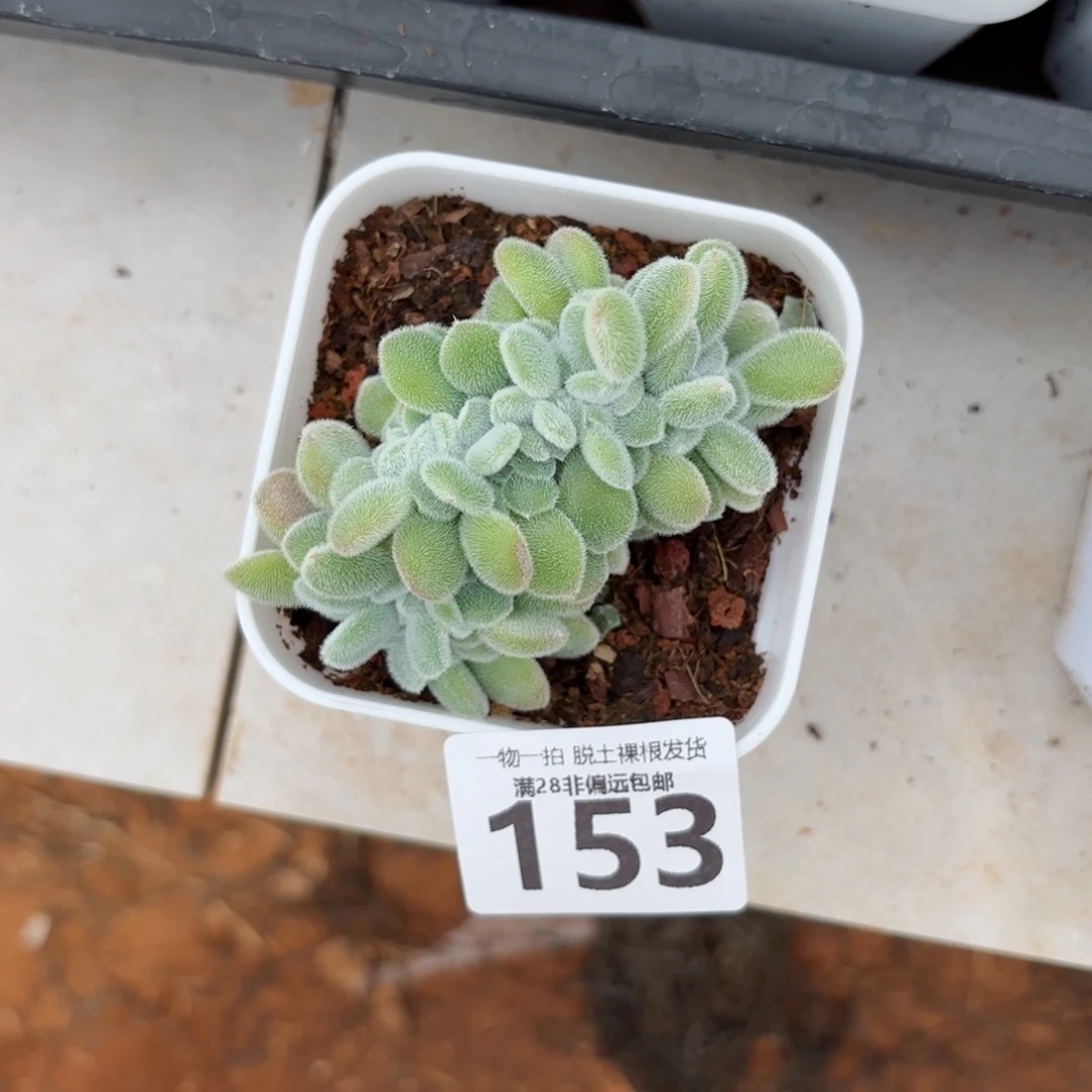 雪晃星无盆土发货