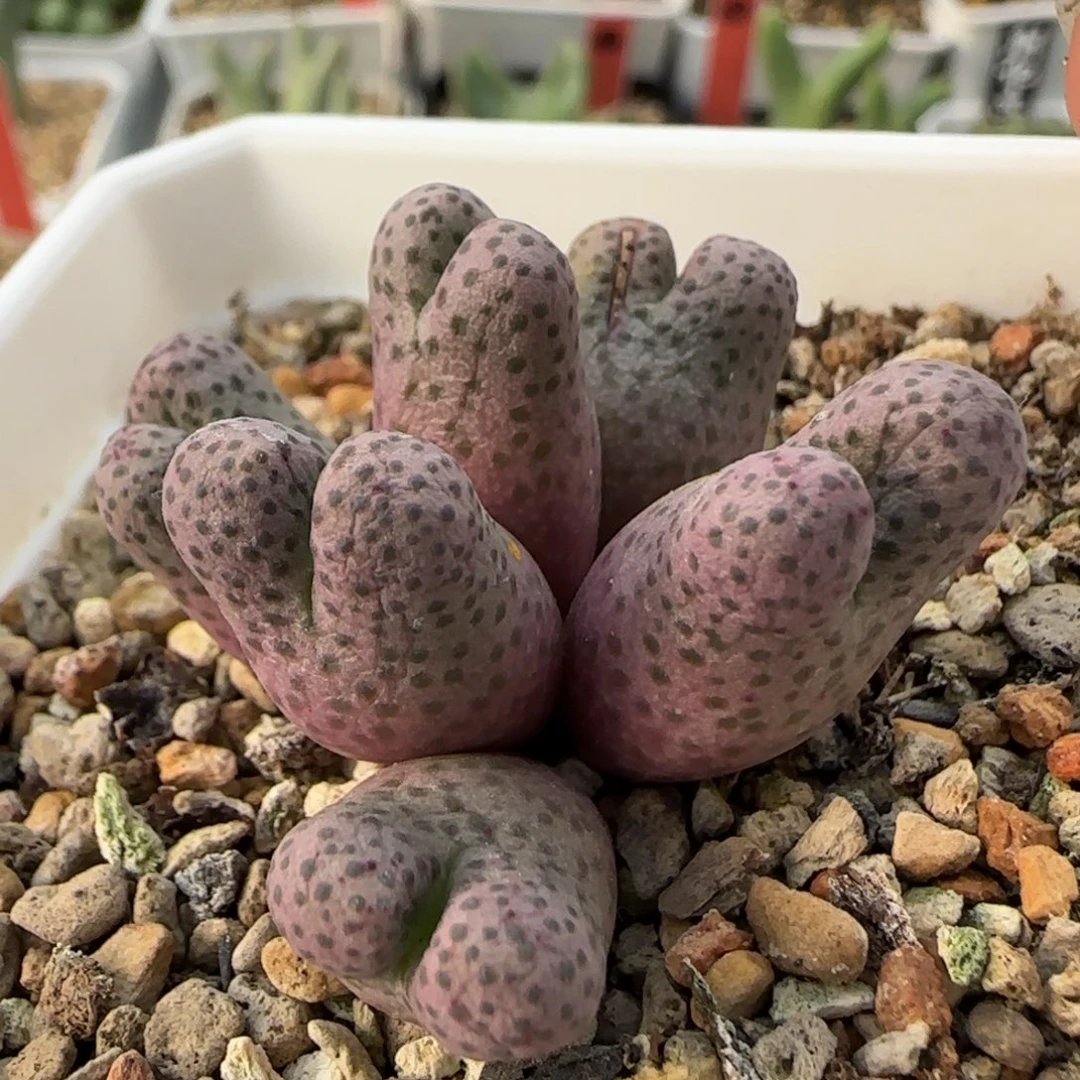 1-4-4-1当天满38包邮日本园艺大型斑马脱土