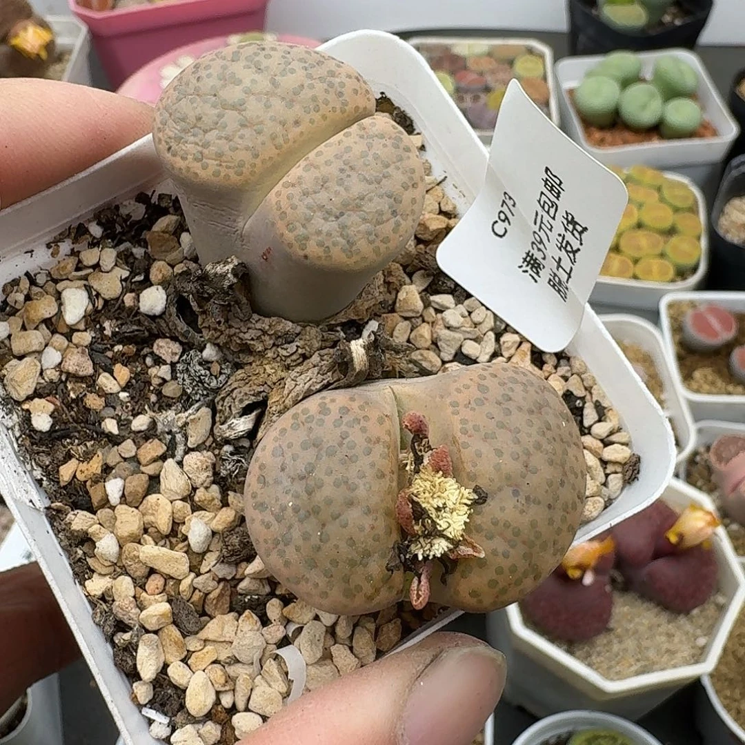 973多肉哈哈哈哈哈哈