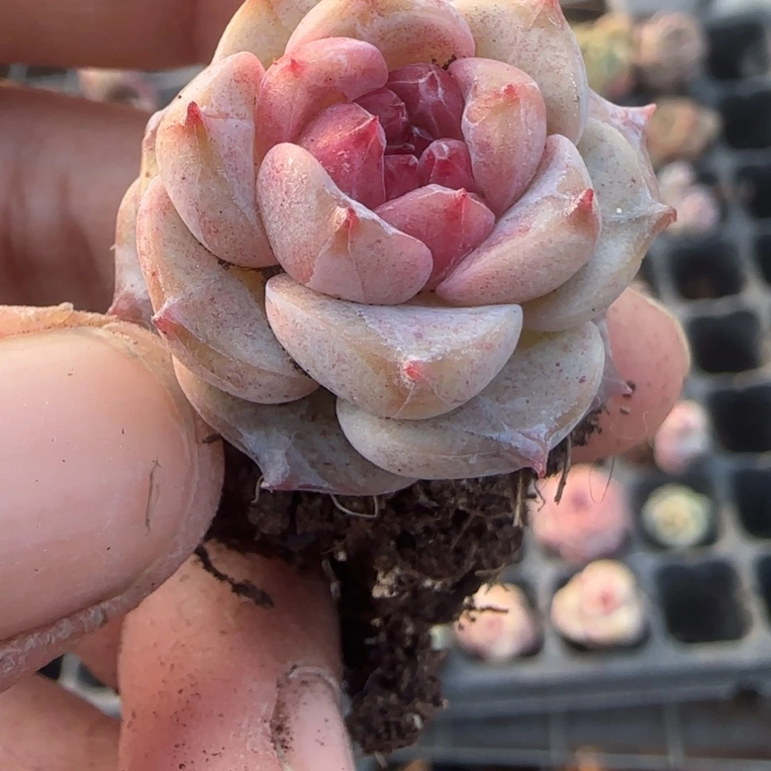 多肉小卡拉米糖心一物一拍