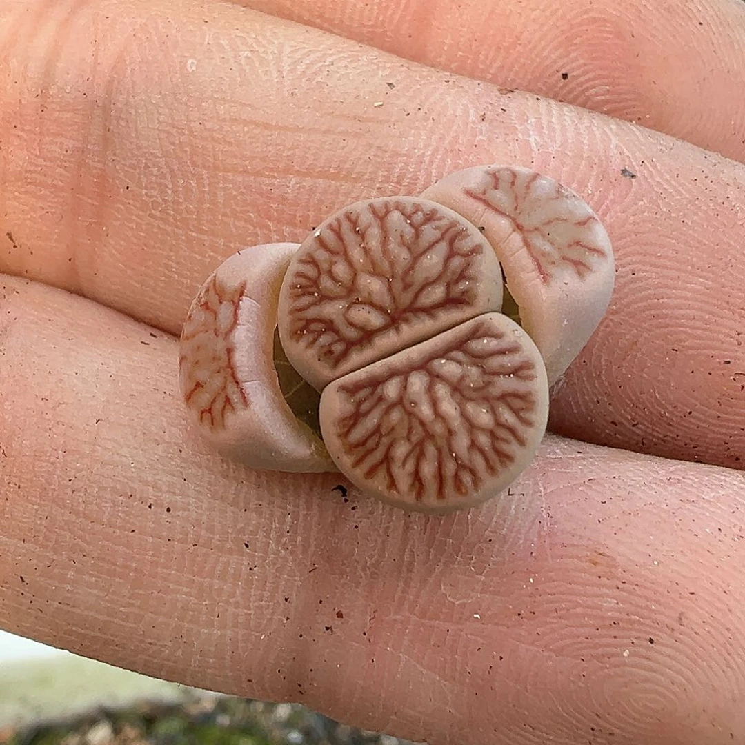 懒*?多肉肉锥 专拍菊一颗