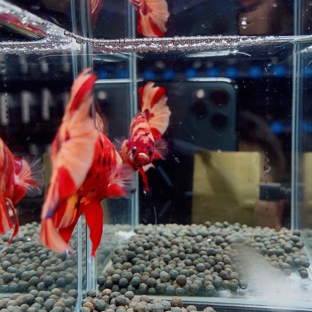 斗鱼黑238号巨斗将军