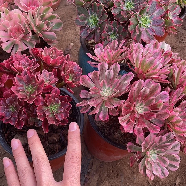 红铜白➕美杜莎脱土裸根