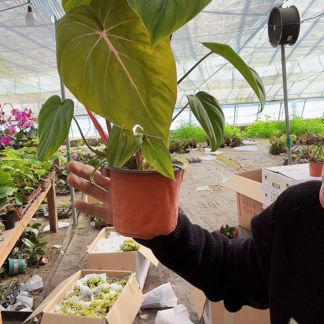 完全开放麦克道尔蔓绿绒一棵