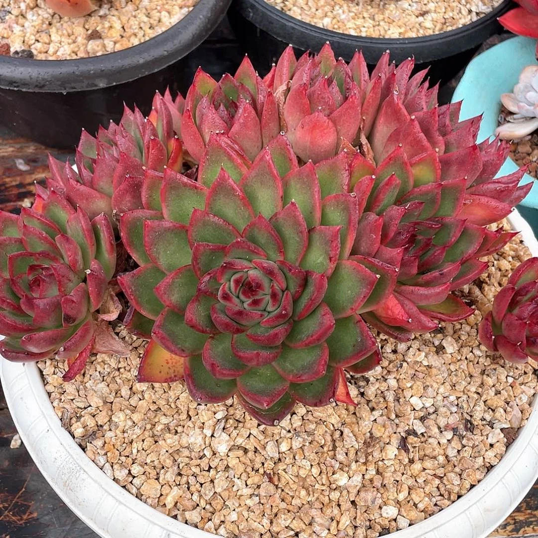 多肉植物一物一拍