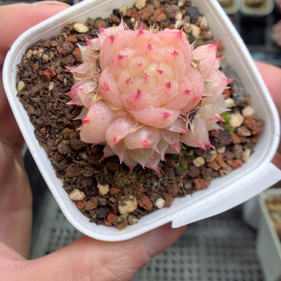 Q60y y y y y y y y h h y