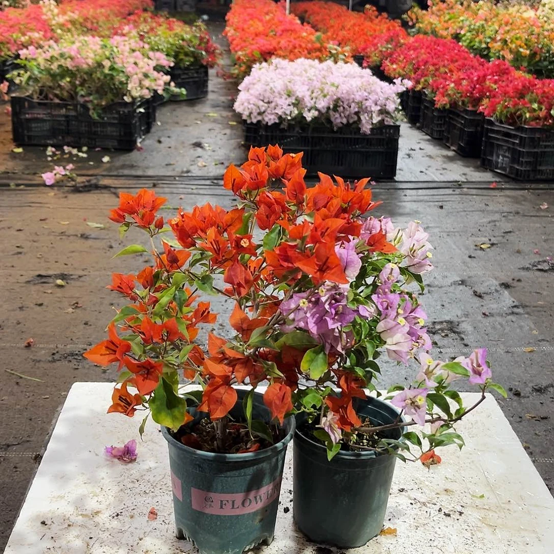 大部分花苞少量开放红桑巴两颗，雪紫