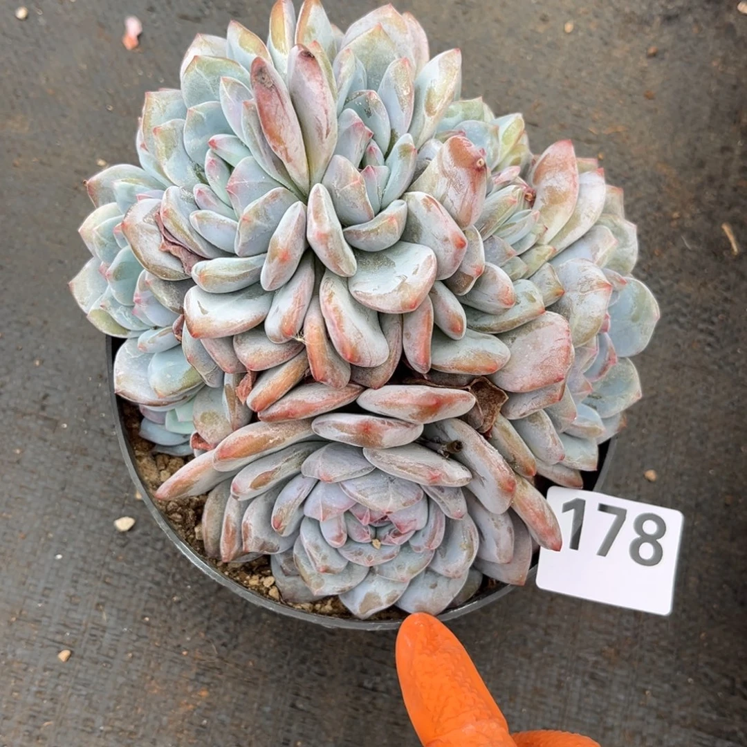 喵***主178号新疆西藏内蒙古不包邮的