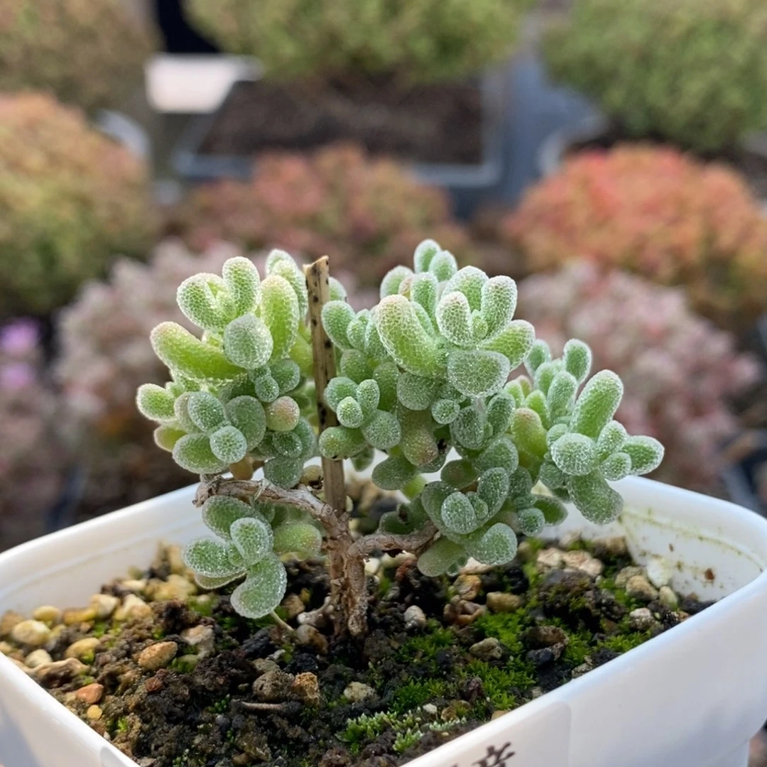 ?****?实生冰晶5775枝干番杏