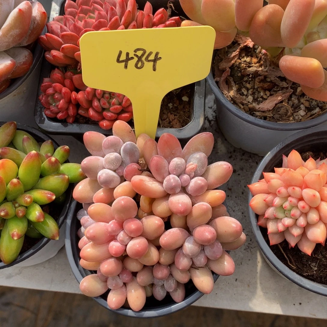 妙***芜汤圆727272722772722772