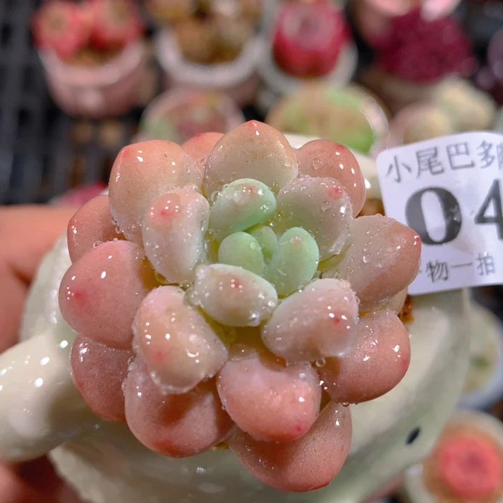 AY小尾巴迷你拇指盆栽多肉047